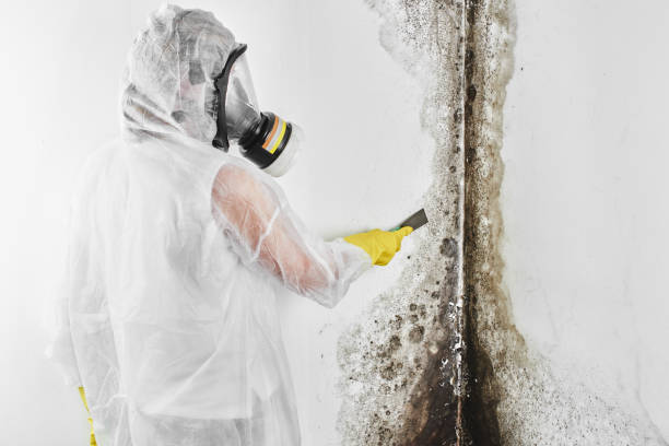 Best Fast Mold Removal  in Century, FL