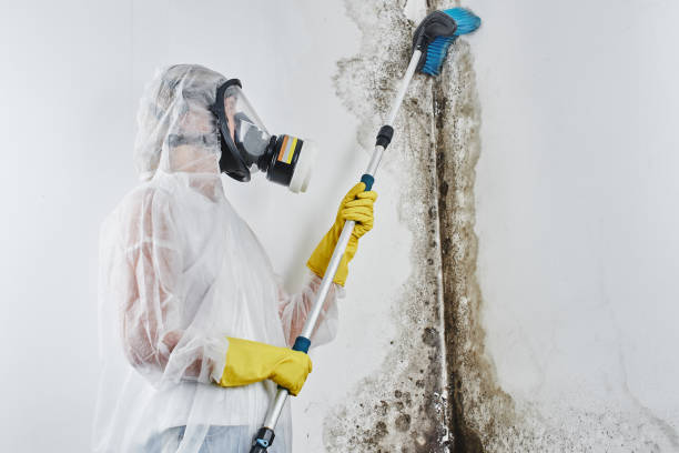 Best Home Mold Removal  in Century, FL