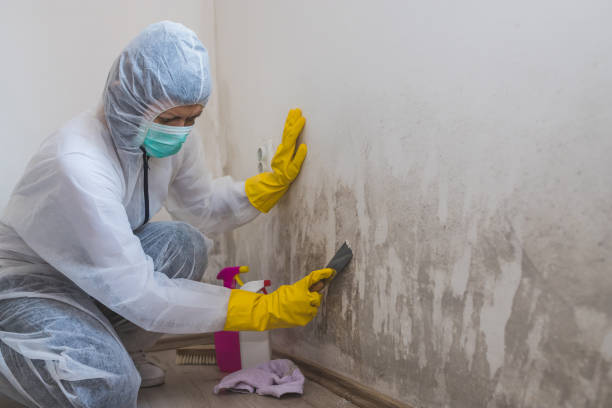 Best Mold Damage Repair  in Century, FL