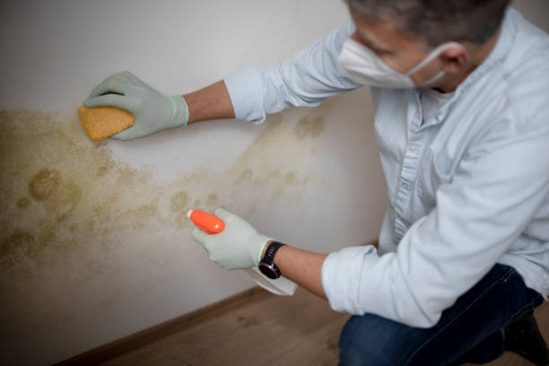 Best Black Mold Removal  in Century, FL