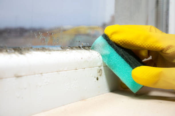 Best Local Mold Removal Service  in Century, FL
