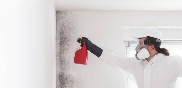 Best Mold Testing  in Century, FL