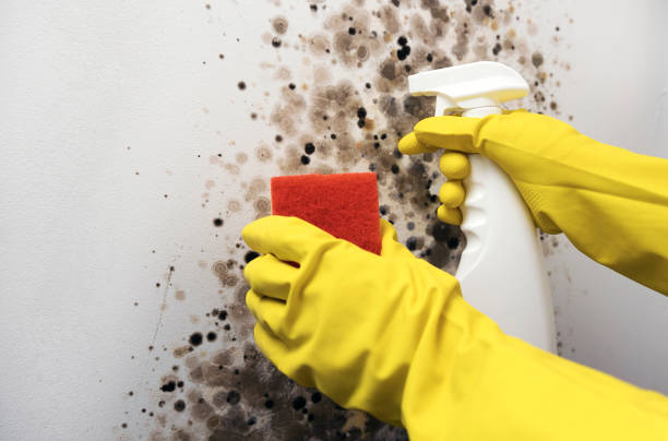 Best Black Mold Removal  in Century, FL