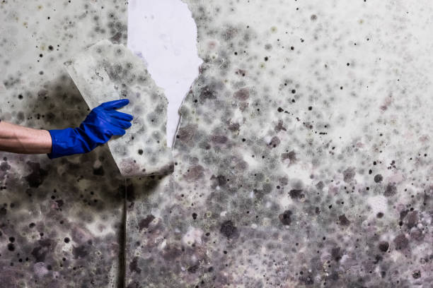 Office Mold Removal Services in Century, FL