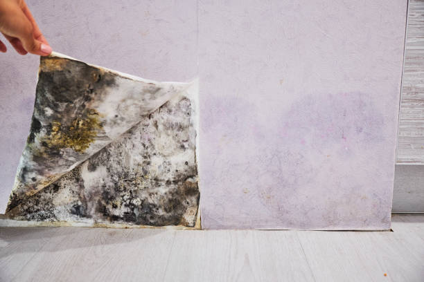 Best Best Mold Removal Companies  in Century, FL